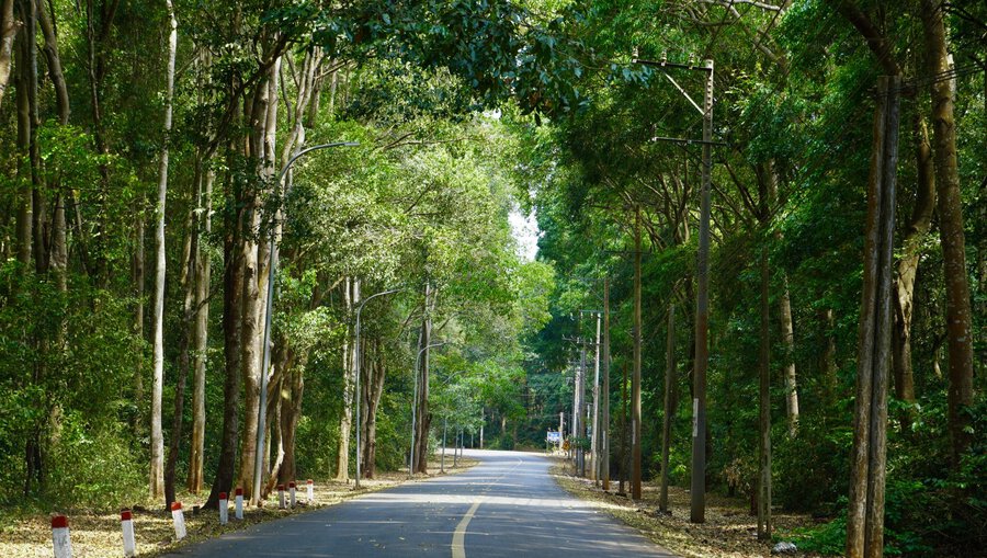 Tán rừng xanh mát tại khu bảo tồn thiên nhiên Bình Châu - Phước Bửu